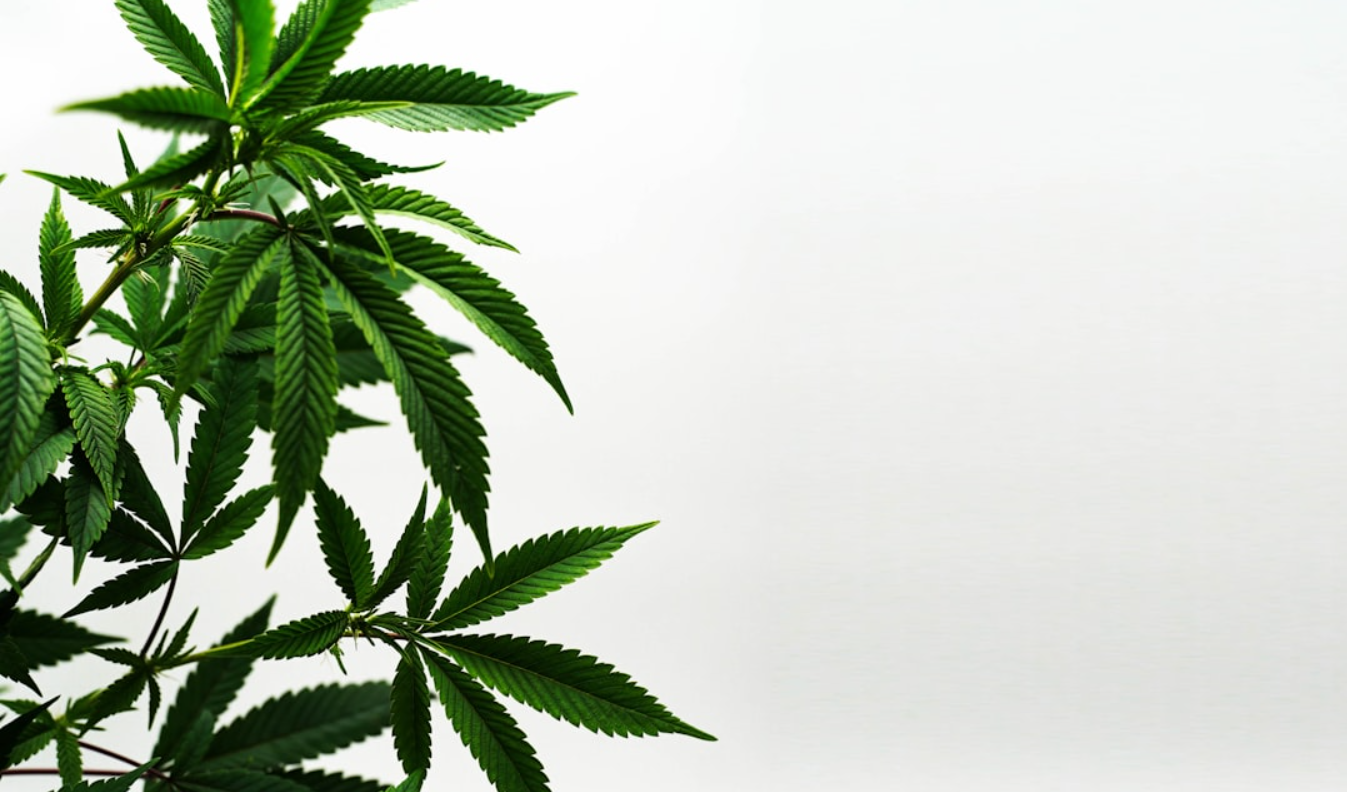 weed